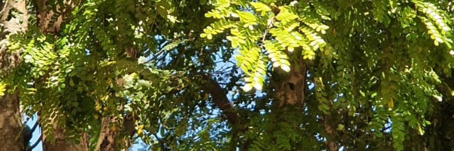 Uma árvore com tronco marrom e folhagens verdes em uma imagem do alto